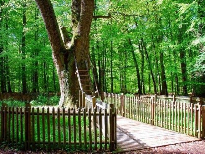 К дуплу поднимается деревянная лестница