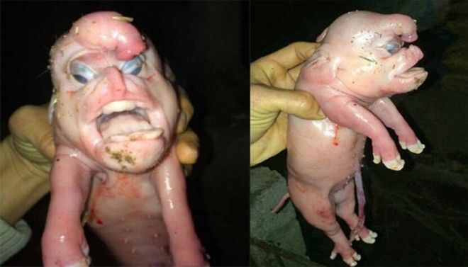 15 шокирующих результатов научных экспериментов 